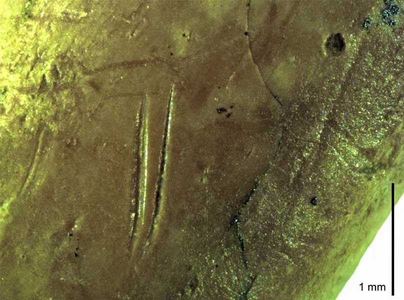 Els coloms salvatges, un recurs més de la dieta neandertal