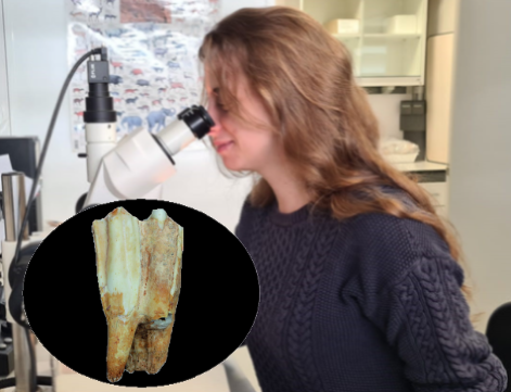 Dossier didàctic alumne – L’estudi del desgast dental com a eina per saber com era el medi al paleolític