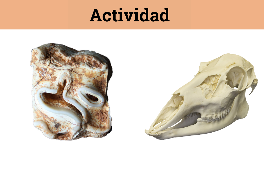 Toothclues (pistas dentales)