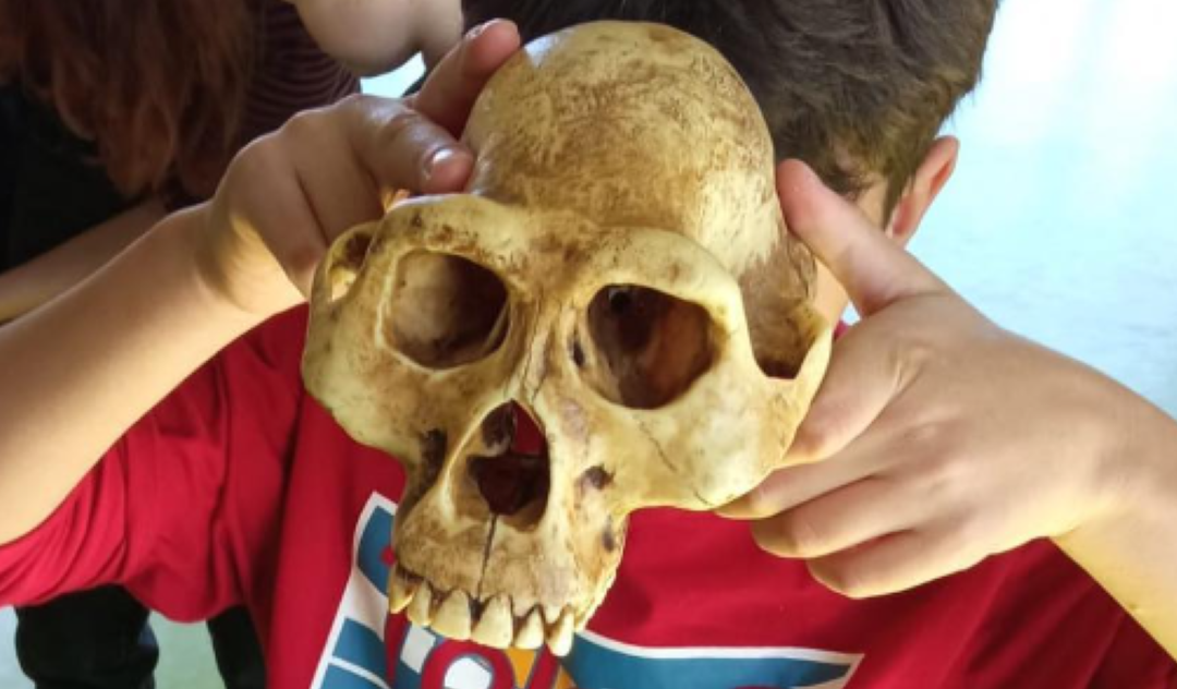 EXPLORANDO LA EVOLUCIÓN HUMANA: El misterio de los cráneos
