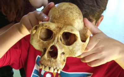 Explorant l’evolució humana: El misteri dels cranis