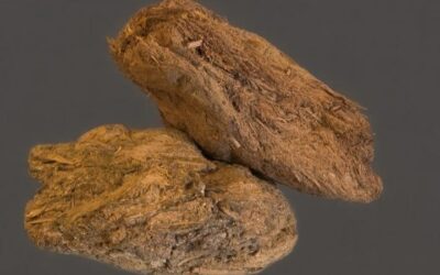 Pleistocene Poo