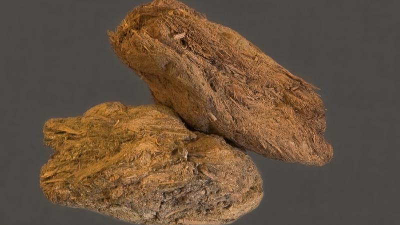 Pleistocene Poo